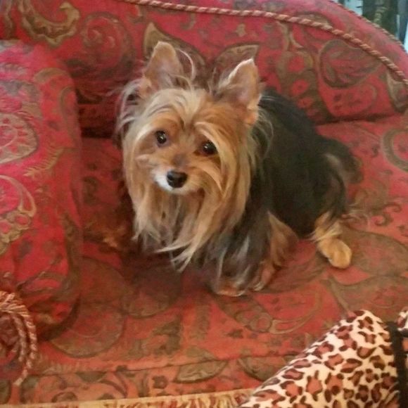 Hi, I'm Eve...& I'm a Poshaholic! - Picture 7 of 8